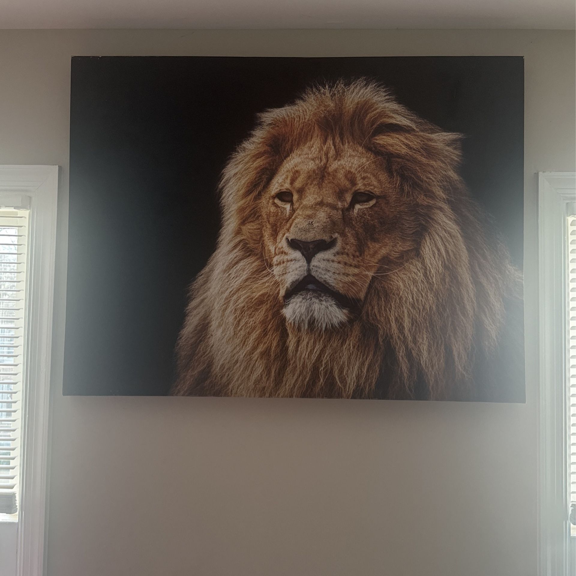 Lion Canvas 30x40in