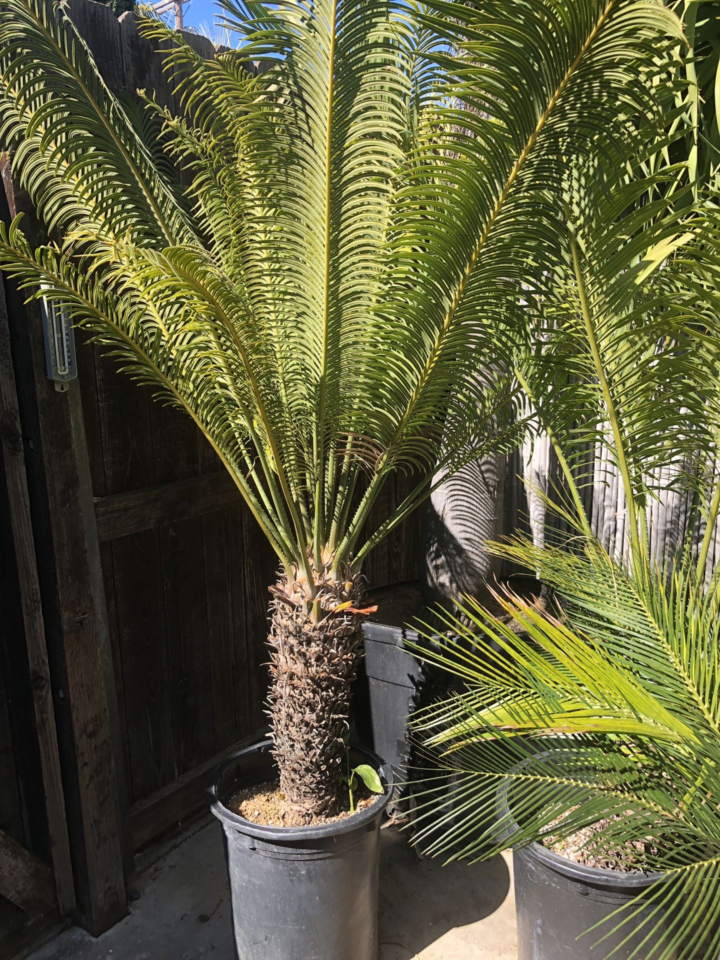CYCADS! Cycas Thouarsii