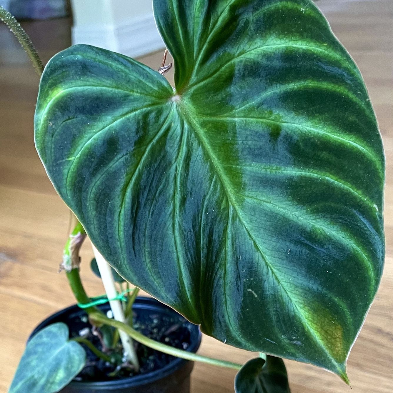 Rare Philodendron Verrucosum Black Plant/ Free Delivery Available 