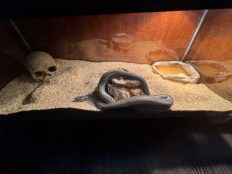 Rosy Boa Snake