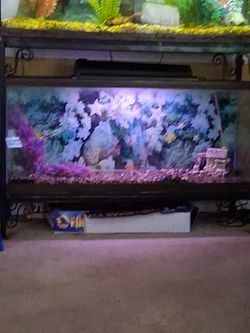 Fish tank