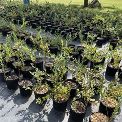 Local Blueberry plants organically grown!🫐