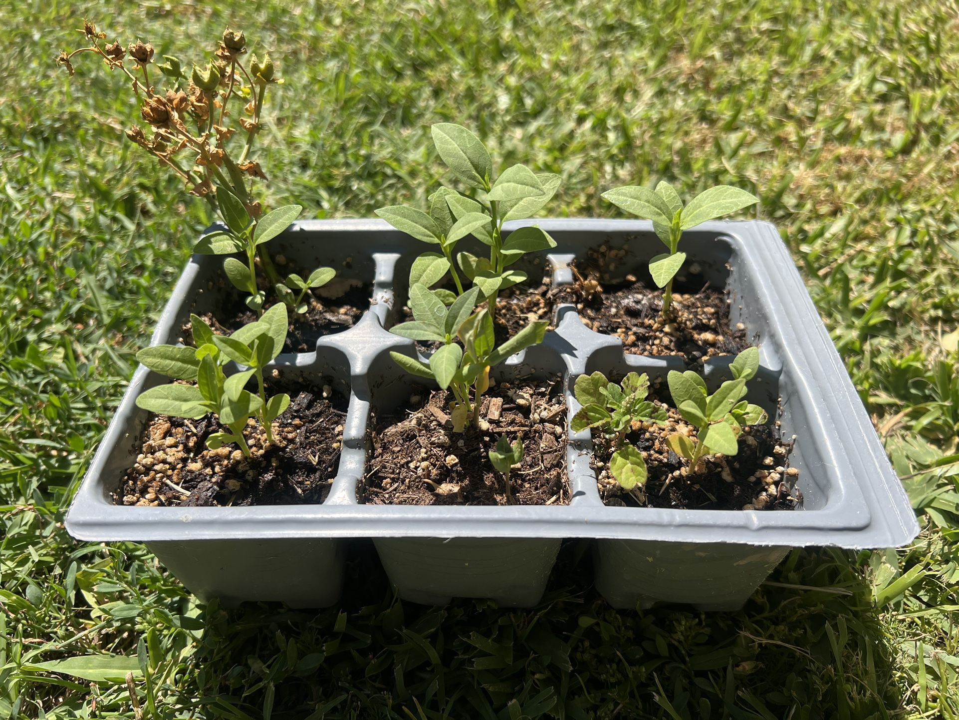 Set Of 6 Starter Set Mexican Monarch Butterfly Tropical Milkweed
