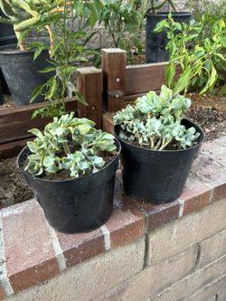 Ripple Jade, Fully Rooted, 2 Gallon Container