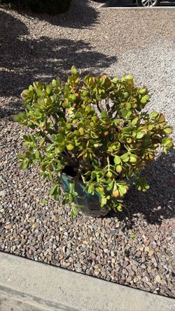JADE PLANT