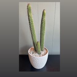 Cactus in 6” Ceramic Pot 