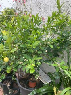 Key Lime Tree
