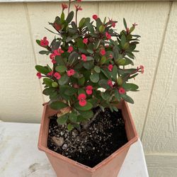 Crown Of Torn’s Plant In Old Plastic pot 