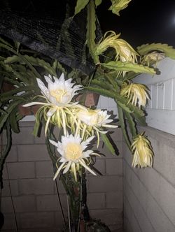 Dragon Fruit Plant