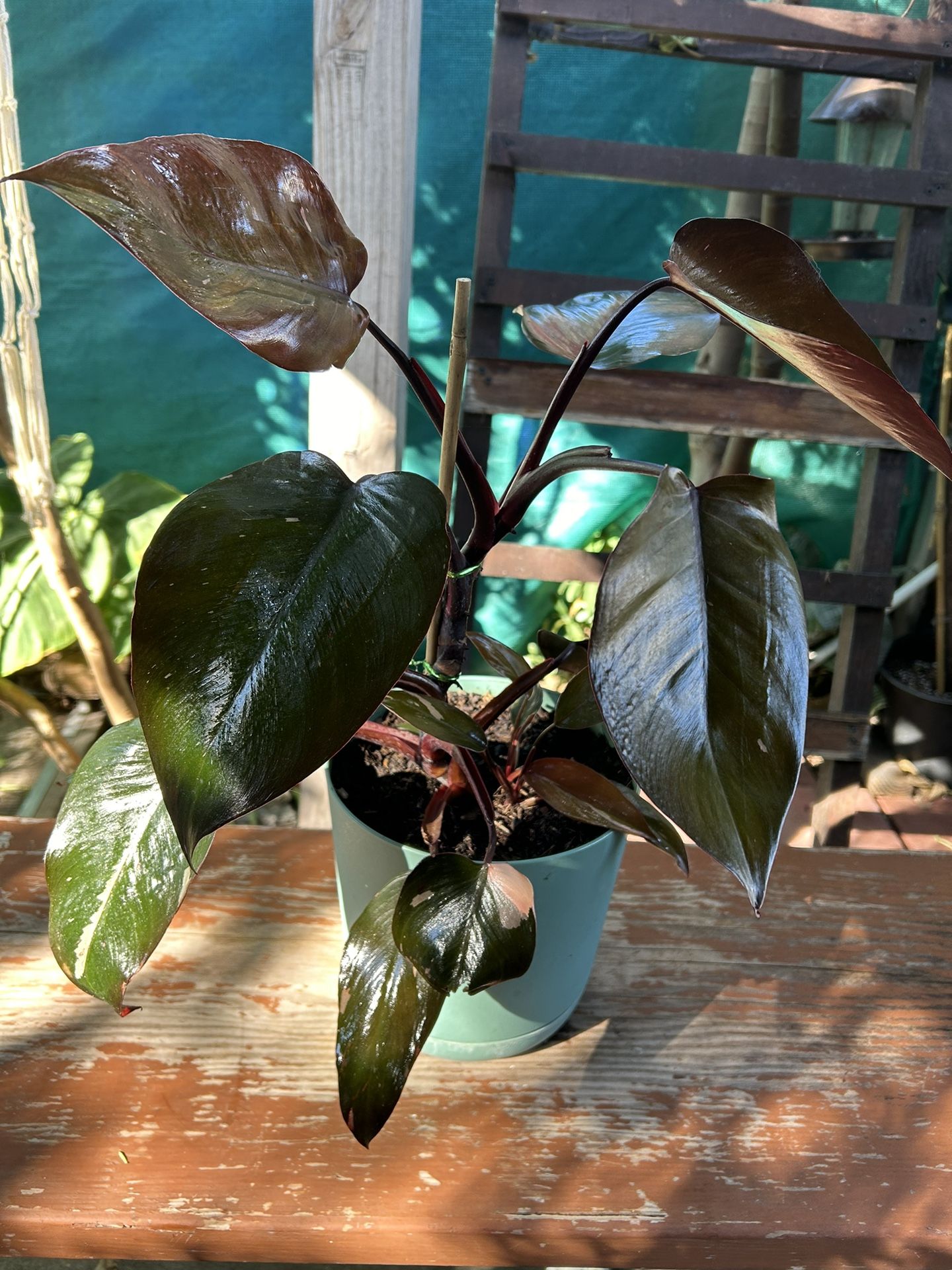 Philodendron Prices Plants Indoor
