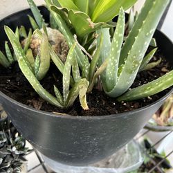 Aloe Vera Baby Plants 