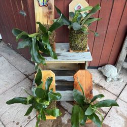 Young Staghorn Ferns : Starter Size 