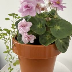 Blooming African Violet + Budding Companion Plant