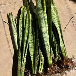 Snake Plants With Roots  Each $4Long 