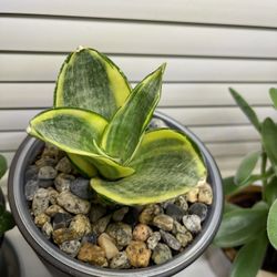 Bird's Nest Snake Plant (Dracaena Trifasciata 'Golden Hahnii') House Plant In 5"H Ceramic Pot.