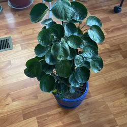 Indoor Plant 
