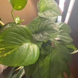 3 In One Live 6” Pot