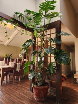 10ft Tall Monstera