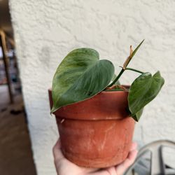 Variegated heart philodendron plant rare htf