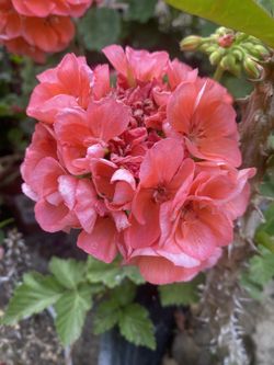 Geraniums