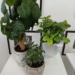3 Beautifullt Potted Plants.A Gardenia & 2 Bonsai's