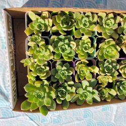 Succulents- Set of 20