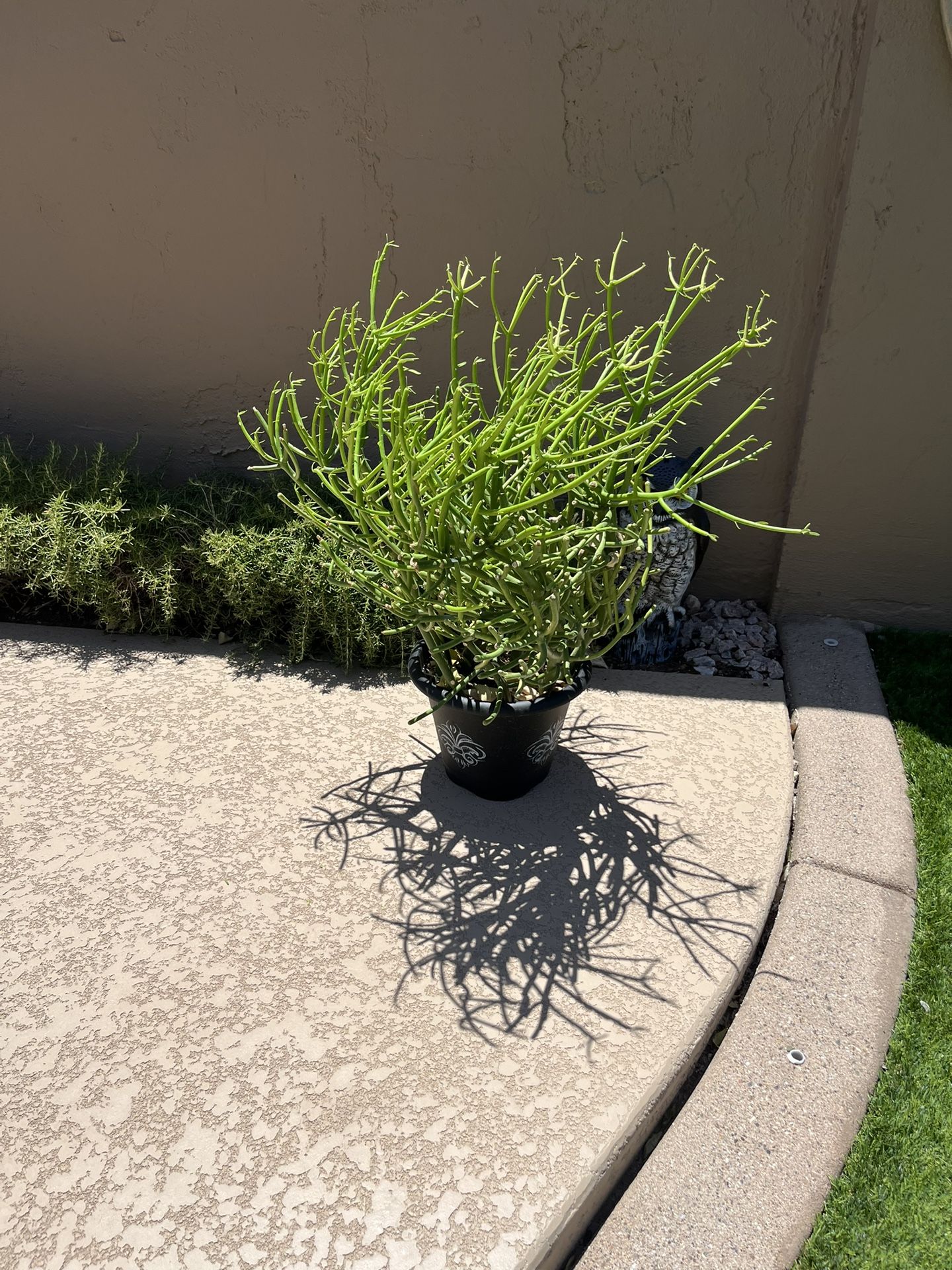 Firestick Plant