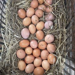 Fresh Large Brown Eggs 