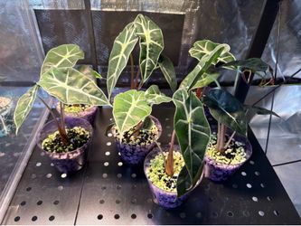 Alocasia Polly