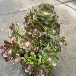 Beautiful and healthy succulent plant