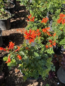 🌼 Tecoma (Yellow Bells) in Nursery Pot