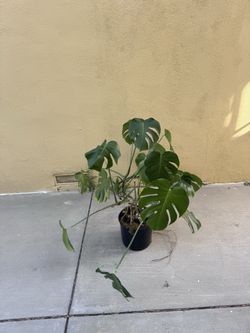 Monsterra deliciousa