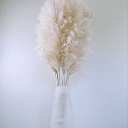 Natural Dried Pampas 44’’  Beige