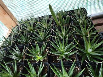 Succulents Plants 4" Pot Starting  $2.  each 