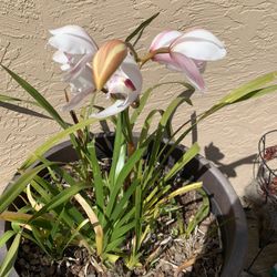Two Orchids  In Large  Pots From Costo Several  Spikes Different Colors