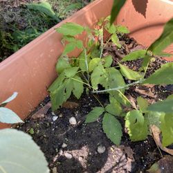 Blackberry Bush Starter