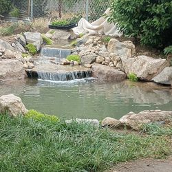 Pond #koi Pond #ponds