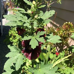 5 gallons 5f