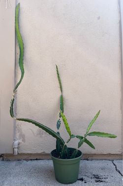 56” Rooted Red ♥️ Dragon Fruit Plants in Organic Soil 🌿