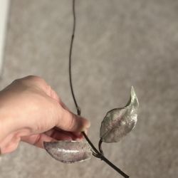 Hoya Silver/splash Bundle