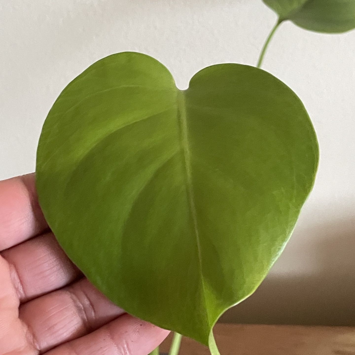 Young Monstera Deliciosa (Baby Swiss Juvenile Plant) for Sale in Chicago,  IL - OfferUp