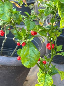 Fruiting Insanely Hot Carolina Reaper Spicy 🌶️ Peppers Chili Pepper Veggie Vegetable Garden Live Plants