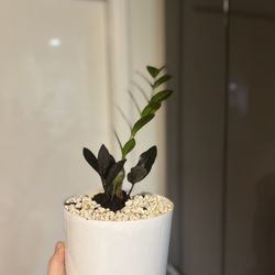 Housplants