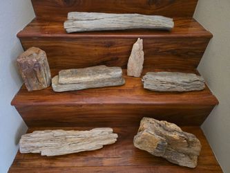 Vintage Petrified Wood Collection – 7 Piece Multi-State Estate Lot