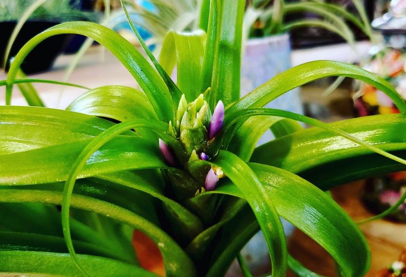 Tillandsia Air Plants -- Multiple Varieties Available