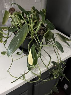 Plant