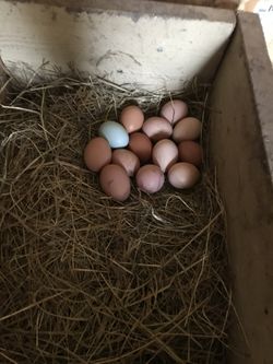 Fresh chicken eggs for sale