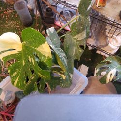 House Plant Monstera