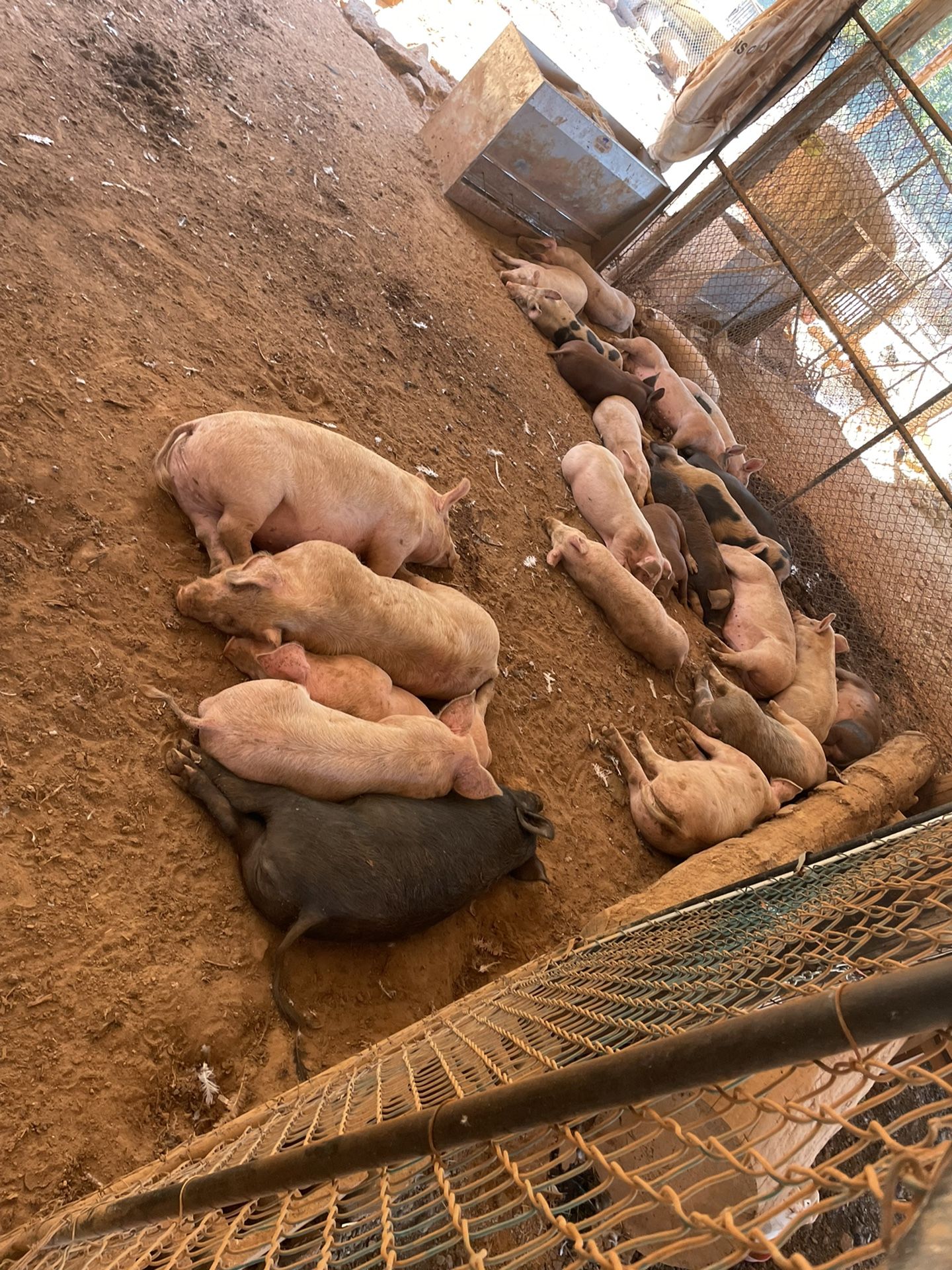 Farm Animals (contact info removed)