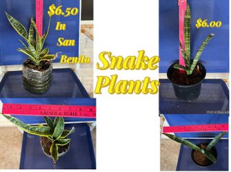 Snake plants for sale